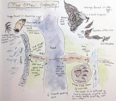 Otter trail sketch